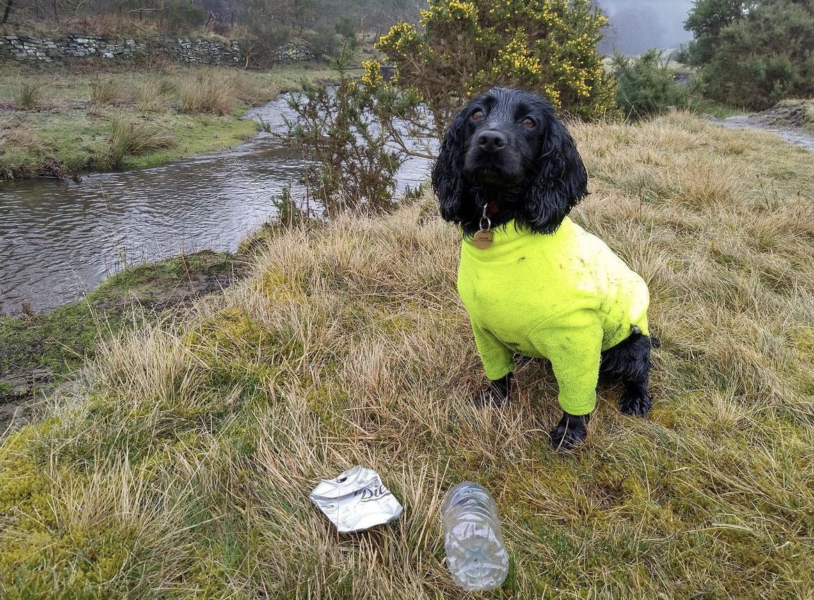 black spaniel in a fluorescent coat by a river with two plastic bottles. 